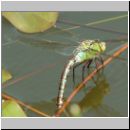 Anax imperator - Grosse Koenigslibelle w04.jpg